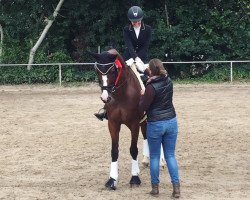 dressage horse Cedric 37 (Rhinelander, 2005, from Chico's Boy)