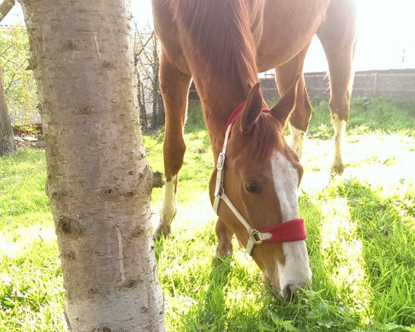 broodmare Stina (Hanoverian, 2012, from Stolzenberg)