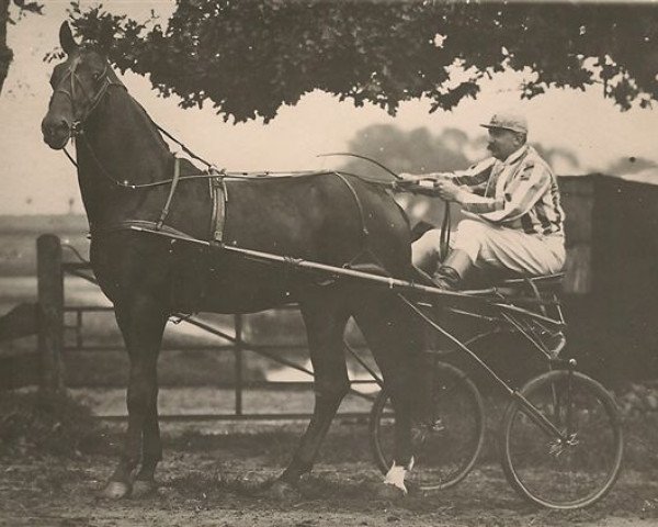 Pferd Oranje Boven (NL) (Traber, 1891, von Pullaway)