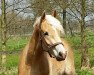 Dressurpferd Waterlou 3 (Haflinger, 2012, von Windhauch)