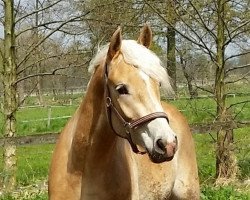 dressage horse Waterlou 3 (Haflinger, 2012, from Windhauch)