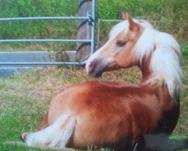 horse Mirano (Haflinger, 1995, from Milano)