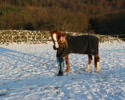 horse Saphira (Oldenburger, 2008)