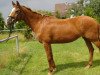 broodmare Caramia 10 (Holsteiner, 1997, from Corrado II)