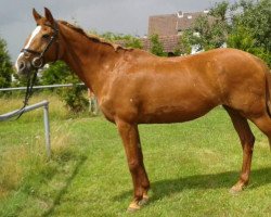 broodmare Caramia 10 (Holsteiner, 1997, from Corrado II)