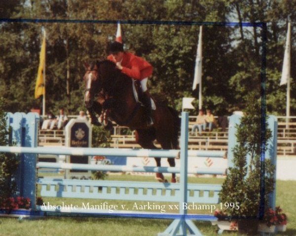 stallion Amadeus S (Hanoverian, 1990, from Aarking xx)