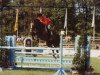 stallion Amadeus S (Hanoverian, 1990, from Aarking xx)