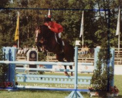 stallion Amadeus S (Hanoverian, 1990, from Aarking xx)