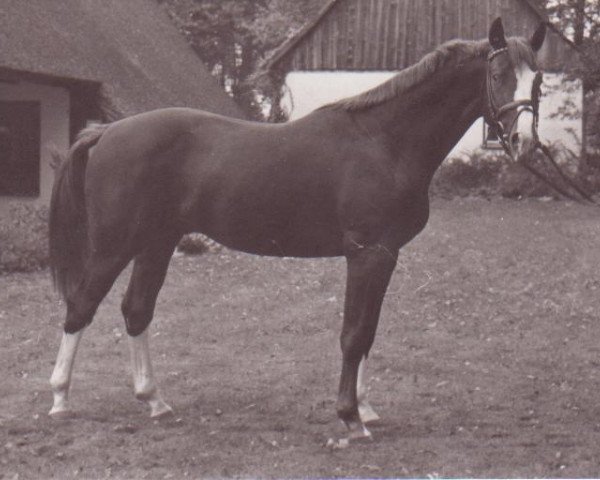 horse Askalon (Hanoverian, 1981, from Askan)