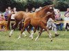 broodmare Adelgund (Hanoverian, 1980, from Askan)