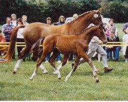 broodmare Adelgund (Hanoverian, 1980, from Askan)