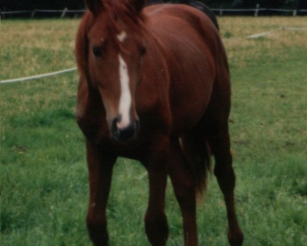 horse Delacroix 4 (Hanoverian, 1997, from Drosselklang II)