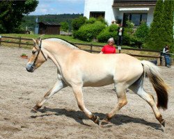 broodmare Marietta (Fjord Horse, 2012, from Doven)