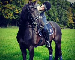 dressage horse Florentina 68 (Westphalian, 2006, from Feiner Ludwig)