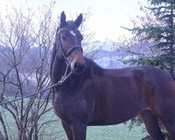 dressage horse Look On (Hanoverian, 2012, from Londonderry)