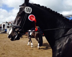 dressage horse Don Perpignon (Hanoverian, 2009, from Don Frederico)