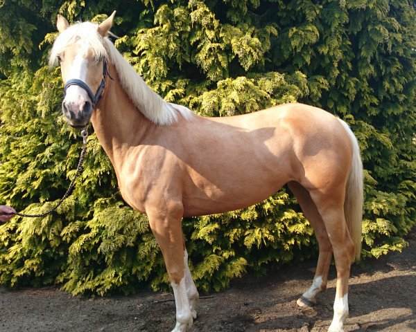 Springpferd Beauty Peaches (Pony ohne Rassebezeichnung, 2010, von Unbekannt PONY)