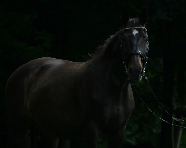 Pferd Galina 166 (Brandenburger, 1997, von Gaspari II)