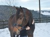 dressage horse Zuchéro (Hanoverian, 2013, from Zack)