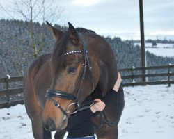 dressage horse Zuchéro (Hanoverian, 2013, from Zack)