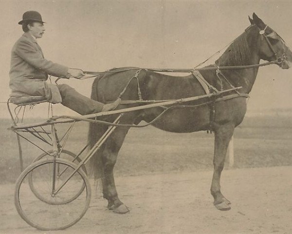 stallion Chilo (US) (American Trotter, 1888, from Starlight (US))