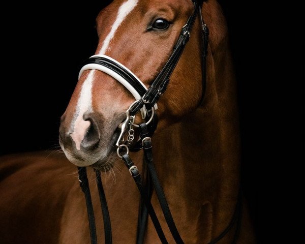 dressage horse Atlantico 16 (Hanoverian, 2010, from Alabaster)