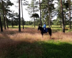 dressage horse Shakira 202 (German Riding Pony, 1999, from Mandingo)