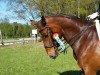 dressage horse Flo (Oldenburg, 2007, from Florencio I)