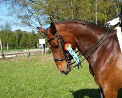 dressage horse Flo (Oldenburg, 2007, from Florencio I)