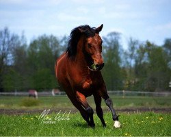 dressage horse Do It 25 (Oldenburg, 2005, from De Kuyper)