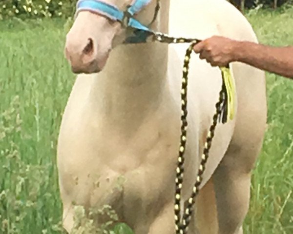 Pferd Dears Peponitas Rose (Quarter Horse, 2015, von Dears Lena's Chaco)