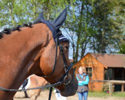 jumper Caridos (Oldenburg show jumper, 2010, from Caridor)