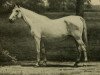 broodmare Miss Russell (US) (American Trotter, 1865, from Pilot jr 12 (US))