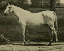 broodmare Miss Russell (US) (American Trotter, 1865, from Pilot jr 12 (US))