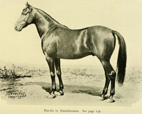 stallion Harold 413 (US) (American Trotter, 1864, from Hambletonian 10 (US))
