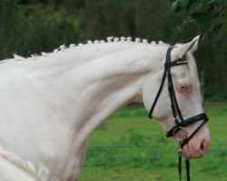 broodmare Hana Kinská (Czech Warmblood, 2004, from Hurikan)