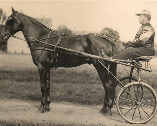 stallion Redburr (US) (American Trotter, 1891, from Redwald 6173)