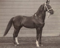 stallion Jim Wilkes Jr (US) (American Trotter, 1892, from Jim Wilkes)