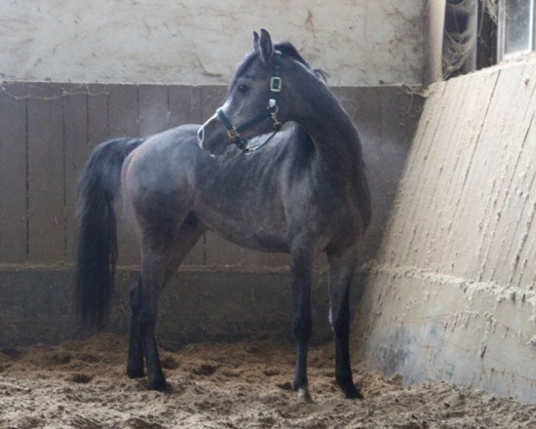 Pferd Elidus (Vollblutaraber, 2015)
