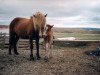 Zuchtstute Röst frá Mosfellsbæ (Islandpferd, 1974, von Blesi frá Kjartansstaðakoti)