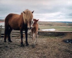 broodmare Röst frá Mosfellsbæ (Iceland Horse, 1974, from Blesi frá Kjartansstaðakoti)