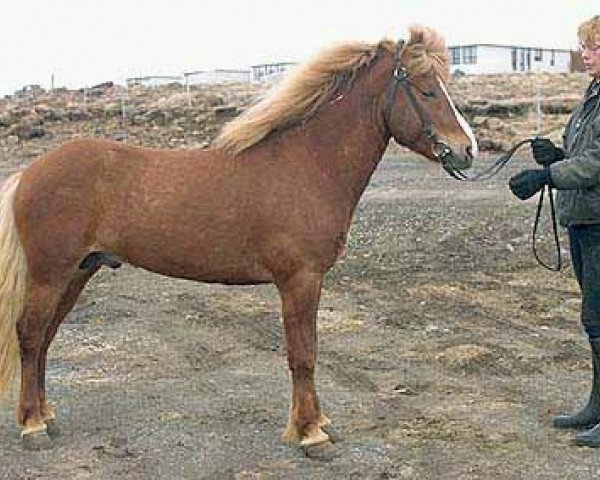 Deckhengst Þytur frá Hóli (Islandpferd, 1987, von Feykir frá Hafsteinsstöðum)