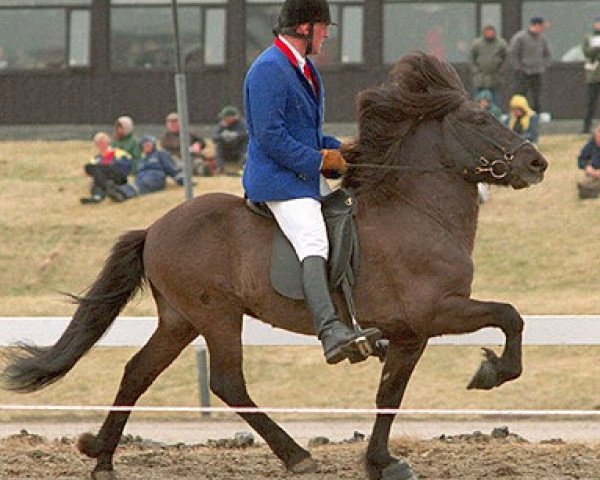 Pferd Smiður frá Miðsitju (Islandpferd, 1993, von Otur frá Sauðárkróki)