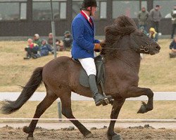 horse Smiður frá Miðsitju (Iceland Horse, 1993, from Otur frá Sauðárkróki)