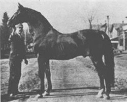 Deckhengst Mambrino King 1279 (US) (Amerikanischer Traber, 1872, von Mambrino Patchen 58 (US))