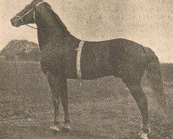 stallion Fleetwood S (US) (American Trotter, 1895, from Elyria 5729 (US))