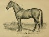 stallion Belmont 64 (US) (American Trotter, 1864, from Abdallah 15 (US))