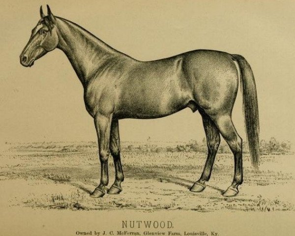 stallion Nutwood 600 (US) (American Trotter, 1870, from Belmont 64 (US))