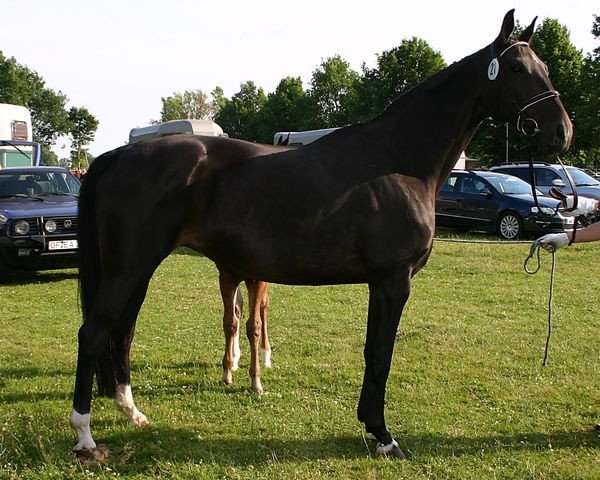 Zuchtstute Esther (Hannoveraner, 1996, von Escudo I)