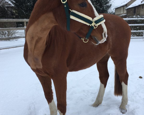 Springpferd Zarentino 3 (Oldenburger, 2001, von Zapateado 128 FIN)